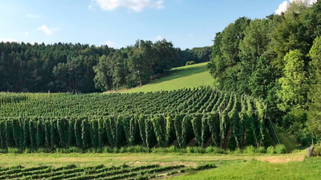 Tierarztpraxis Scheyern mit Aussicht auf Hopfen