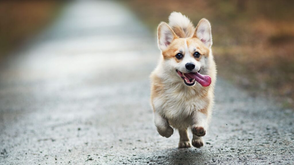 kleiner Hund der voller Freude auf die Tierarztpraxis Scheyern zuläuft