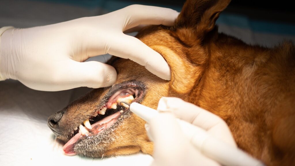 Hund bei Zahnreinigung, Tierarztpraxis Scheyern bei Schrobenhausen