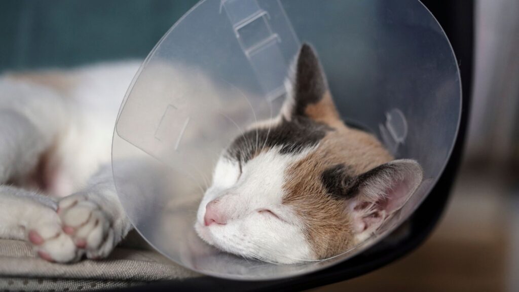 Weichteilchirurgie Tierarztpraxis Scheyern, Katze mit Halstrichter