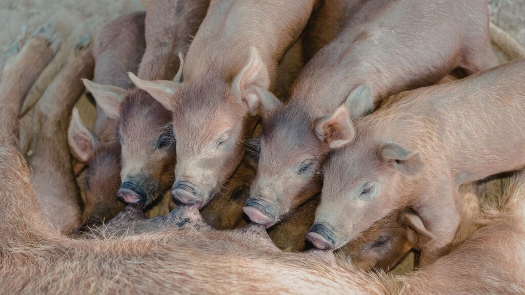 Geburtshilfe Schweine, Tierarztpraxis Scheyern bei Schrobenhausen