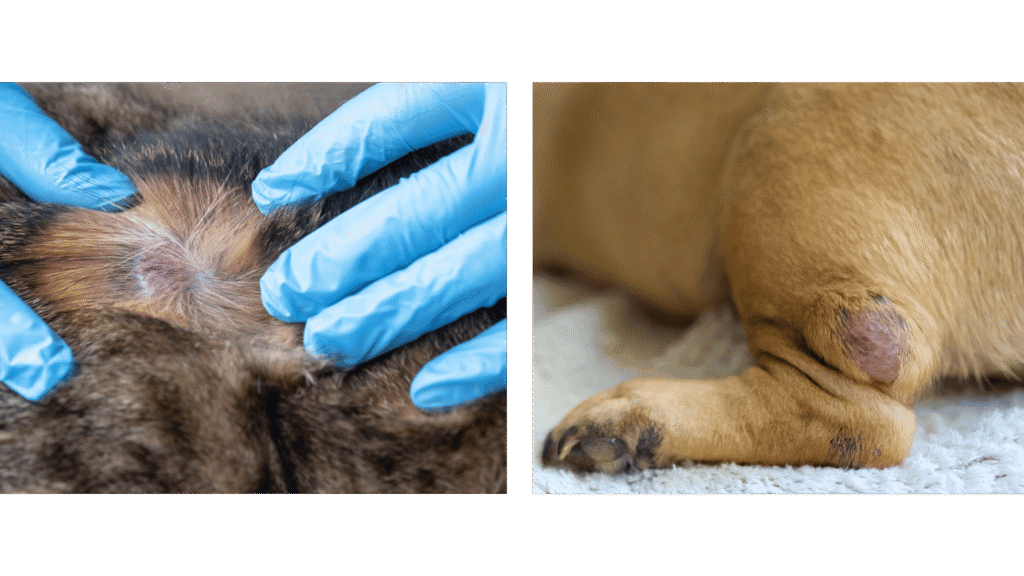 Dermatologie Kleintiere, Tierarzt Scheyern