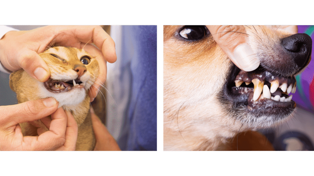Zahnheilkunde für Hund und Katze